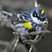 Yellow-rumped Warbler